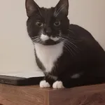 Kotek jest czarny z białym krawacikiem, białymi skarpetkami na łapkach i białymi plamkami po obu stronach pyszczka. Zaginął  23 lipca.