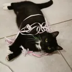 Czarny z białymi skarpetkami, białymi wąsami i krawatką. Ma uszkodzoną krtań, więc mocno chrypi podczas mruczenia.