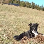 Oddam pieska w dobre rece