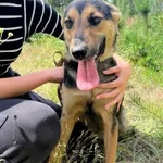 Kejsi - młodziutka urocza sunia do adopcji