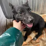 Pirat ponad rok czeka na swoją szansę