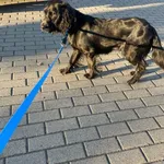 Znaleziono psa, Strzelce Opolskie, 29 lipca 2022