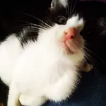 Biało czarny, kastrowany, zaczipowany (Numer czip kocurka 616093901603502) zaginął w lutym 2022 roku. Data urodzenia: 15.05.2021 roku. Imię: Diament. Telefon (rejestracji czip) 575 796 363. Kot właści