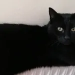 Zaginął czarny kocur