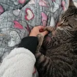 Poszukuję kota wyszedł wczoraj około 20 okolice ulicy  42   w Łodzi rasa europejska w prążki ciemny ciemne poduszki długie wąsy  wypsdajace oczy żułte końcówka ogona czarna po kastracji  reaguje na im