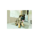 Karol (nr rej. P-5165/22) szczeniak urodzony w maju 2022 r., przyjechał do Schroniska z ul. Mickiewicza w dniu 28.06.2022 r.