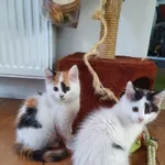 2 kotki puchate / dlugowlose 3 miesięczne czarni biale