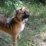Znaleziono psa, Toruń, 23 czerwca 2022