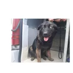 Gandalf (P-5196/22) pies, urodzony w marcu 2021 r., przyjechał do Schroniska z ul. Pietkiewicza w dniu 13.07.2022 r.