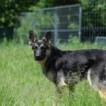 Znaleziono psa, Toruń, 30 maja 2022