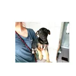 Ignaś (P-5182/22) piesek, urodzony w maju 2022 r., przyjechał do Schroniska z ul. Ciołkowskiego w dniu 07.07.2022 r.