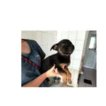 Lazar (P-5184/22) piesek, urodzony w maju 2022 r., przyjechał do Schroniska z ul. Ciołkowskiego w dniu 07.07.2022 r.