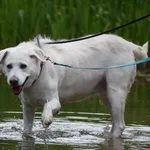 Znaleziono psa, Toruń, 1 czerwca 2022