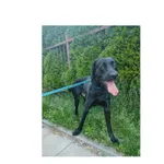 Tobi (P-5178/22) pies, urodzony w kwietniu 2020 r.  przyjechał do Schroniska z ul. Narewskiej w dniu 05.07.2022 r.