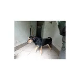 Azan (P-5193/22) piesek urodzony lipcu 2018 r., przyjechał do Schroniska z Lasu Pietrasze w dniu 11.07.2022 r.