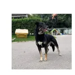 Guru (nr rej. P-5231/22) pies przyjechał do Schroniska z ul. Gruntowej w dniu 16.08.2022 r.