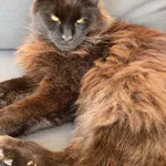 Kot rasy Main Coon, czarny duży.
Zaginął w Konstantynowie Łódzkim.
Jest zaczipowany i zgłoszony jako zaginiony.
nr czipa 616093901172525