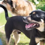 Cudowny Daktylek czeka na super dom!