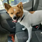 Piesek biały z rudym łbem, miał na sobie obrożę.