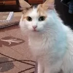 Zosia kiedyś bezdomniak od roku z nami. Drobna spokojna ułożona. Wysterylizowana nie ma czipa. W większości biała z domieszką rudego i czarnego.