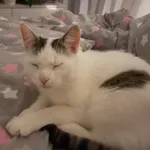 Zaginął kotek Maurycy,wykastrowany,o łagodnym usposobieniu.Biały z kilkoma ciemnymi łatkami.