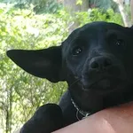 Trzy Cudowne dziewczyny PILNIE domku szukają.