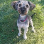 Mopcia - energiczny, wesoły mopik!