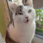 Rysio jest kotem bardzo spokojnym. Ufa ludzią. Ma siersć biało-brązowa. Nigdy nie uciekał, jest kotem niewychodzącym.