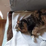 Na Mileszkach zaginęła szylkretowa kotka, o imieniu Klara. Klara jest kotem wychodzącym, w domu domagającym się pieszczot jednak na zewnątrz mocno płochliwym.