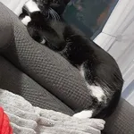 Zaginął kot, jak widać na zdjęciu czarny z białymi "skarpetkami" i białą krawatką, z charakterystyczną zielono-czarną obrożą. Reaguje na imię "Kitek". Jeśli ktoś go widział lub wie gdzie się znajduje 