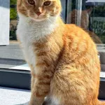 Zaginął rudy kot z białym krawatem.