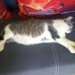 Zaginął ślepuszek