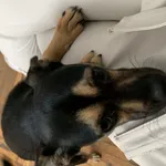 znalazłam pieska na ulicy. mieszkał u mnie 1,5 dni, ale nie mam na niego czasu