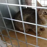 Znaleziono kota, Bielsko-Biała, 1 września 2022