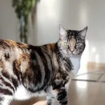 W nocy z 26 na 27sierpnia 2022 r. w okolicach ulicy Czahary/św. Franciszka (Rokicie/Łodź Górna) zaginęła kotka. Ma 12 lat, jest niewychodząca, wysterylizowana. Nie posiada chipa.