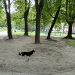Znaleziono psa, Kraków, 31 sierpnia 2022
