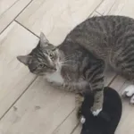 Zaginął kot ul. Piaskowa