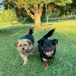 Jaś i Małgosia, dwa małe/mikro psiaczki szukają wspólnego domu