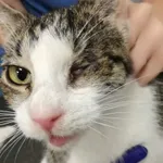 Znaleziona młoda kotka, Zdrowie, okolice osiedla Mireckiego. Kotka wychudzona, brak oka, brak czip, chora. Ma nacięte ucho doświadczy o sterylizacji na koszt miasta. Kotka została zabezpieczona. Konta