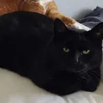 Zaginął kot - okolice ul. Pięknej i Jałowcowej