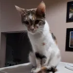 Zaginęła kotka Nela