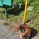 Znaleziono psa, Chełm, 5 września 2022