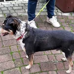 Znaleziono psa, Tarnów, 30 września 2022
