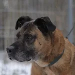 Pies do adopcji, Olsztyn, 3 grudnia 2020