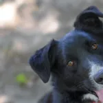 Pies do adopcji, Olsztyn, 3 stycznia 2019