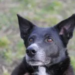 Pies do adopcji, Olsztyn, 27 listopada 2016