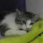 Kot do adopcji, Olsztyn, 16 marca 2022