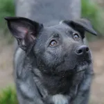 Pies do adopcji, Olsztyn, 1 października 2020