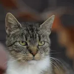 Kot do adopcji, Olsztyn, 23 lipca 2022