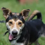 Pies do adopcji, Olsztyn, 30 maja 2021